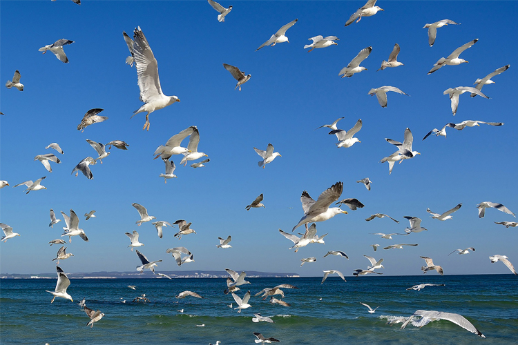 Måsar som flyger i en stor skock över blått hav och i horisonten syns land.