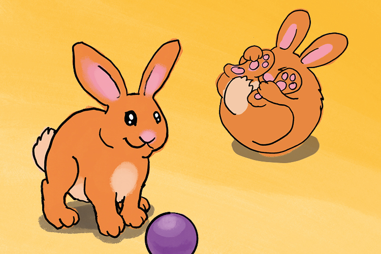 En ljusbrunkanin som leker med en lila boll och en annan ljusbrun kanin som ligger ihoprullad på rygg.