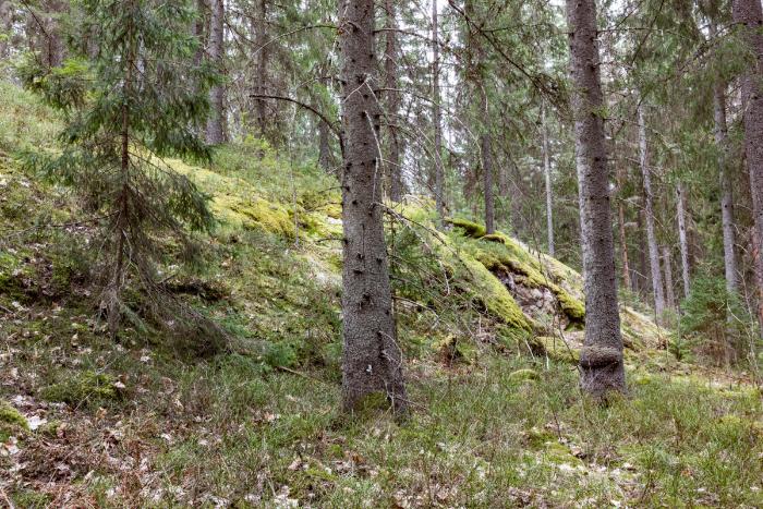 Barrskog och mossa.