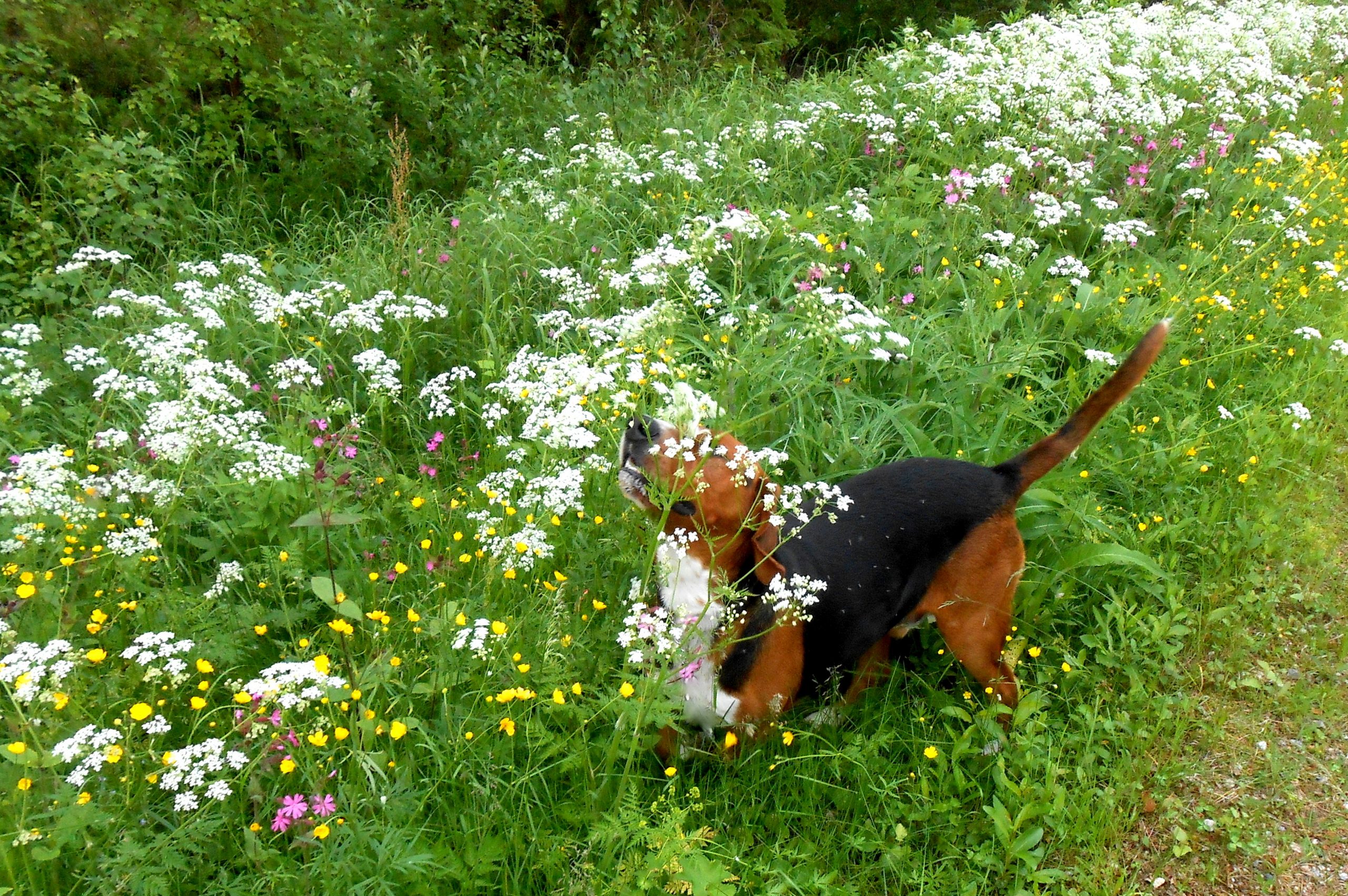 En hund av rasen beagle nafsar på ängsblommor med mycket grönska omkring.
