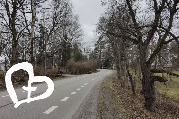 En landsväg i asfalt som slingrar sig mellan träd på bägge sidor.