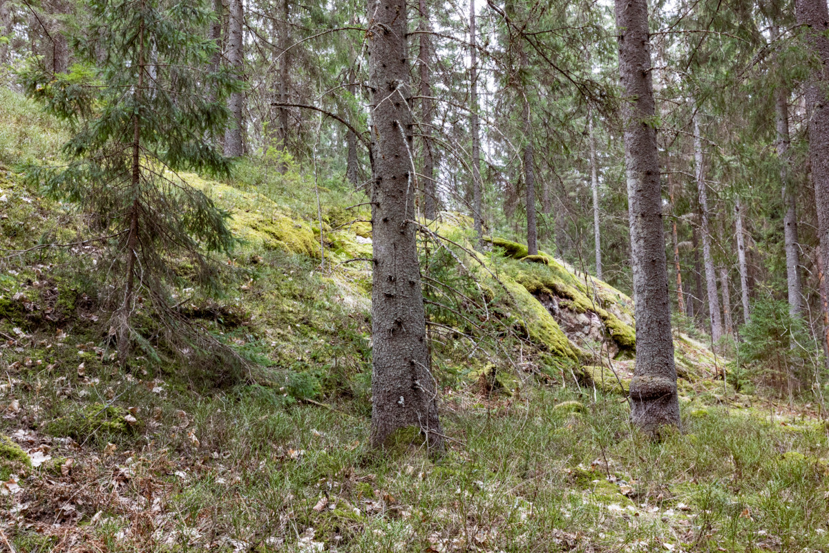 Skogen i Vällskog.