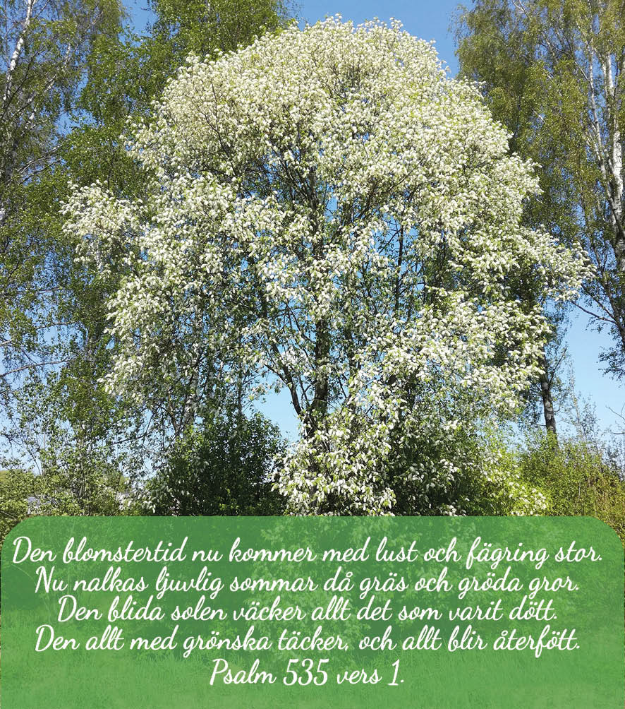 Streamad gudstjänst Blommande hägg