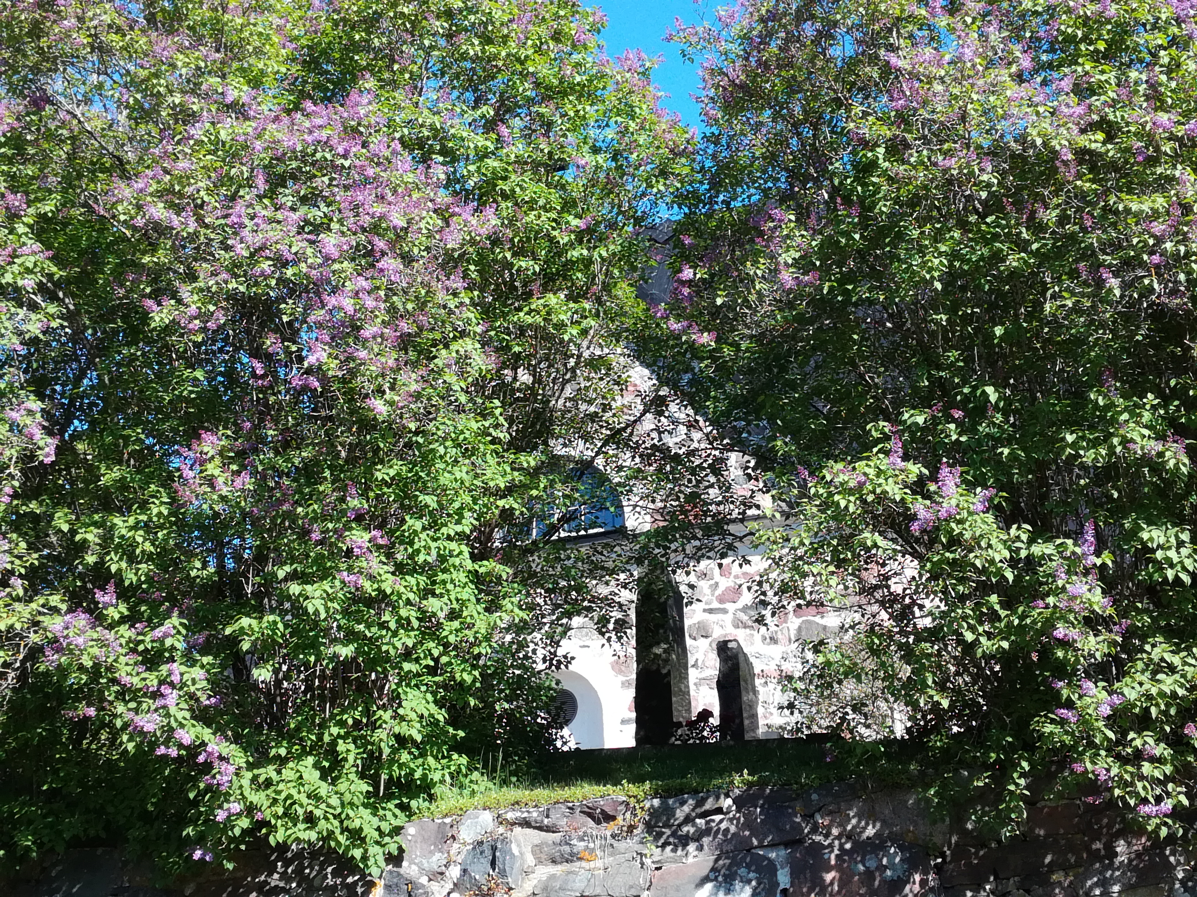 Högmässa på midsommardagen Domkyrkan på sommaren, omgiven av blommande syrener.