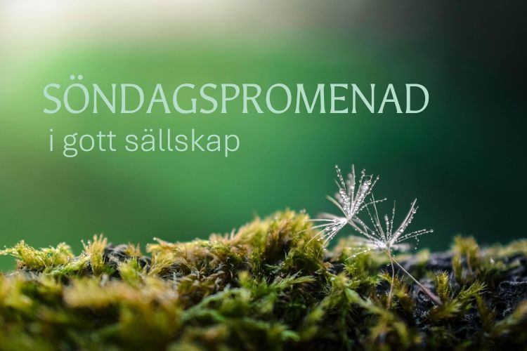 Söndagspromenad Mossa i närbild med maskrosfrön på och en grön bakgrund med texten söndagspromenad i gott sällskap.