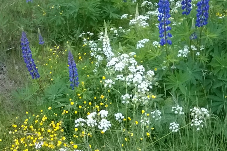 Midsommarfest på Mataskär Midsommarfest på Mataskär