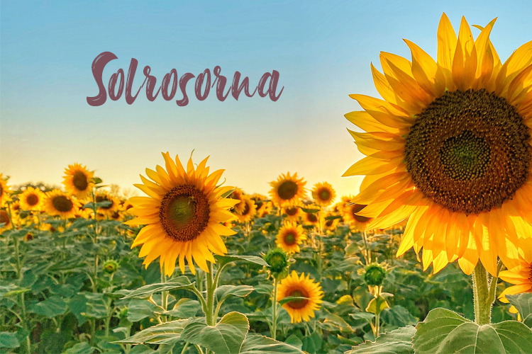 Solrosorna Blommande solrosor på ett fält, blå himmel och texten solrosorna.