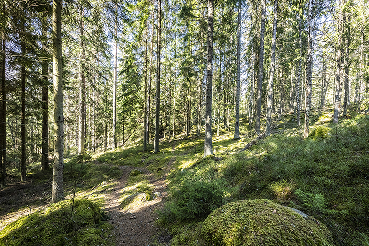 En skogsdunge i Vällskog med blandskog.