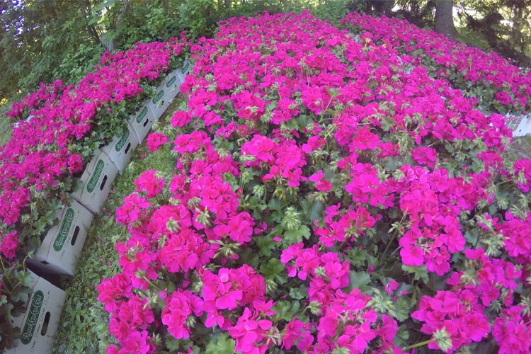 Massvis av starkt rosafärgade pelargonplantor i lådor som väntar på utplantering.